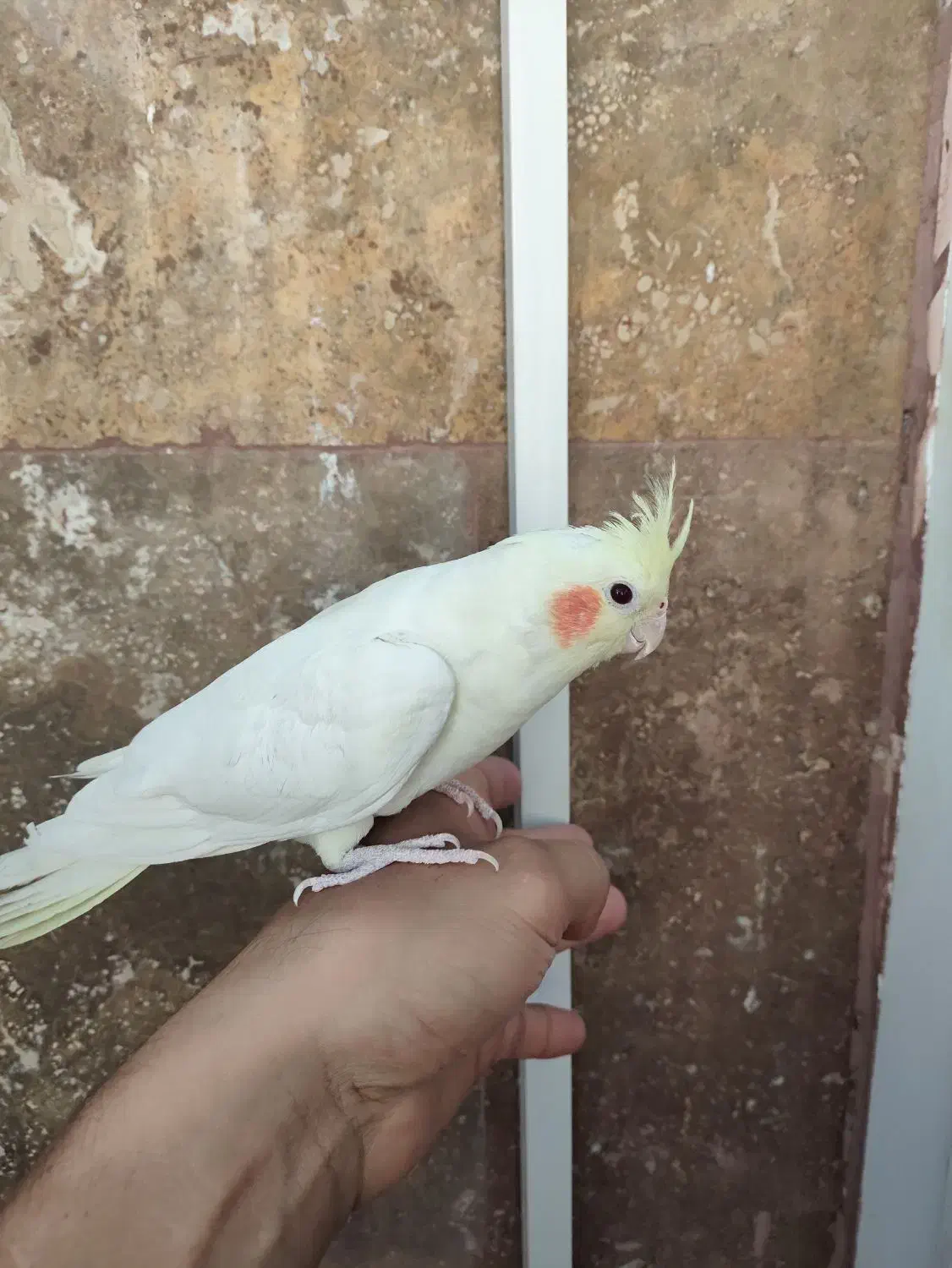 یک جفت عروس هلندی خوشگل|پرنده|ماهدشت, |دیوار