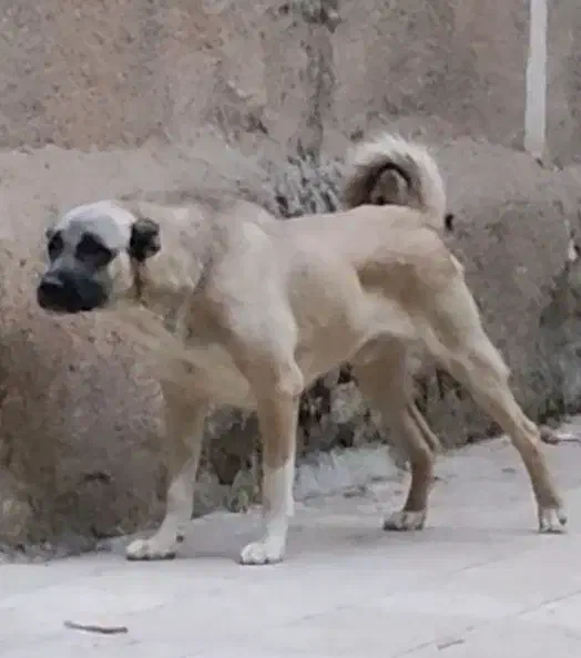 سگ سرابی|سگ|تویسرکان, |دیوار