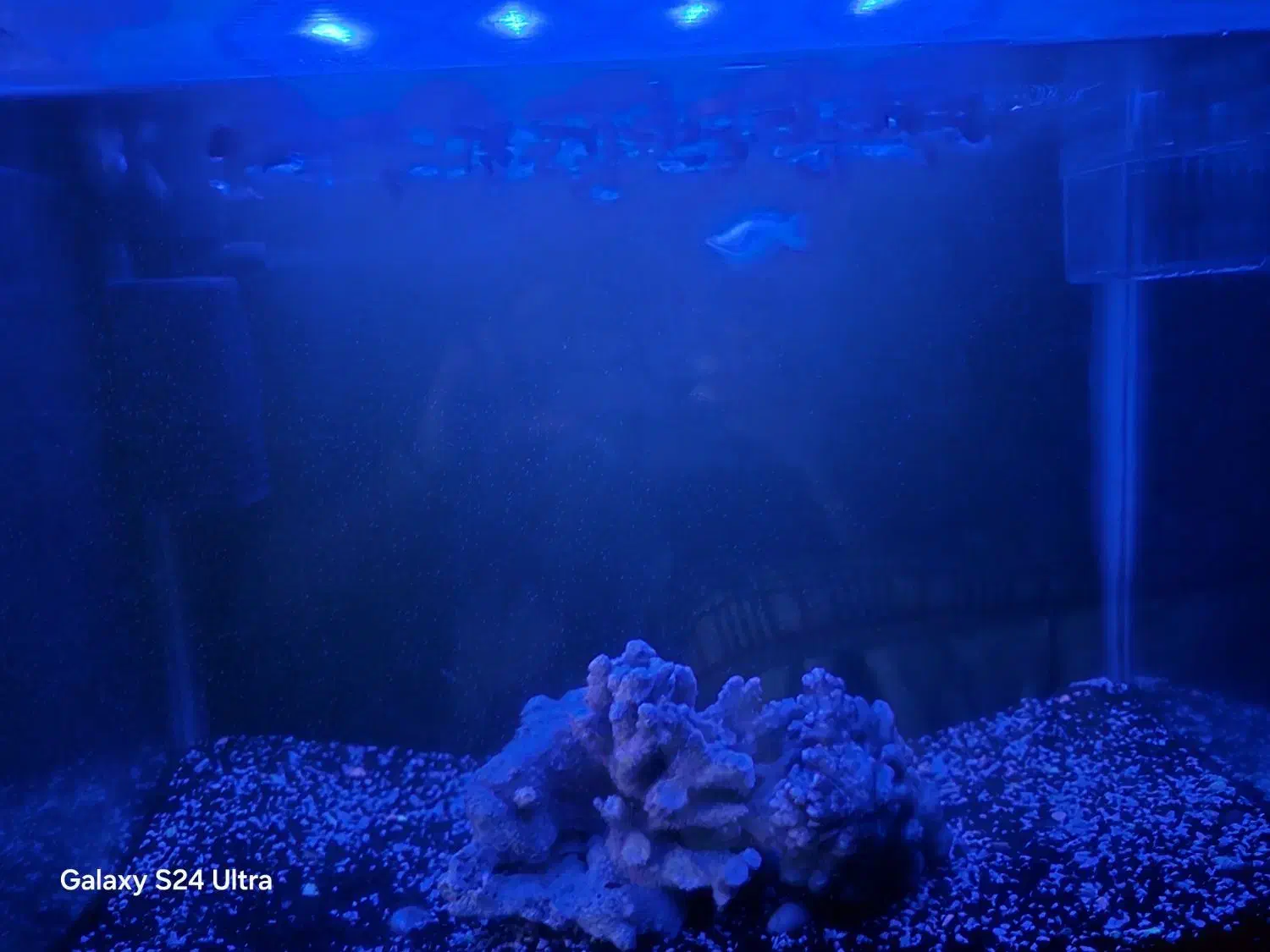 اکواریوم ماهی شیشه خم|ماهی|مشهد, چهارچشمه|دیوار