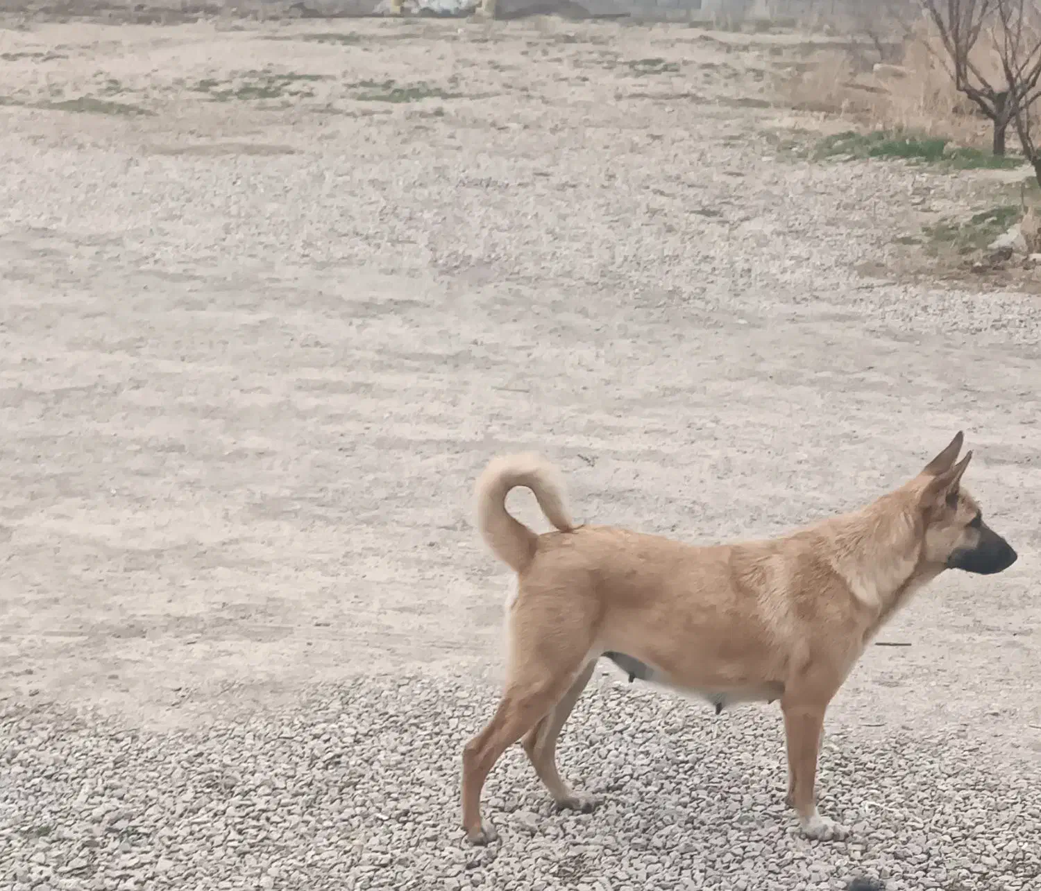 حیوان گرگی|حیوانات|بجنورد, |دیوار