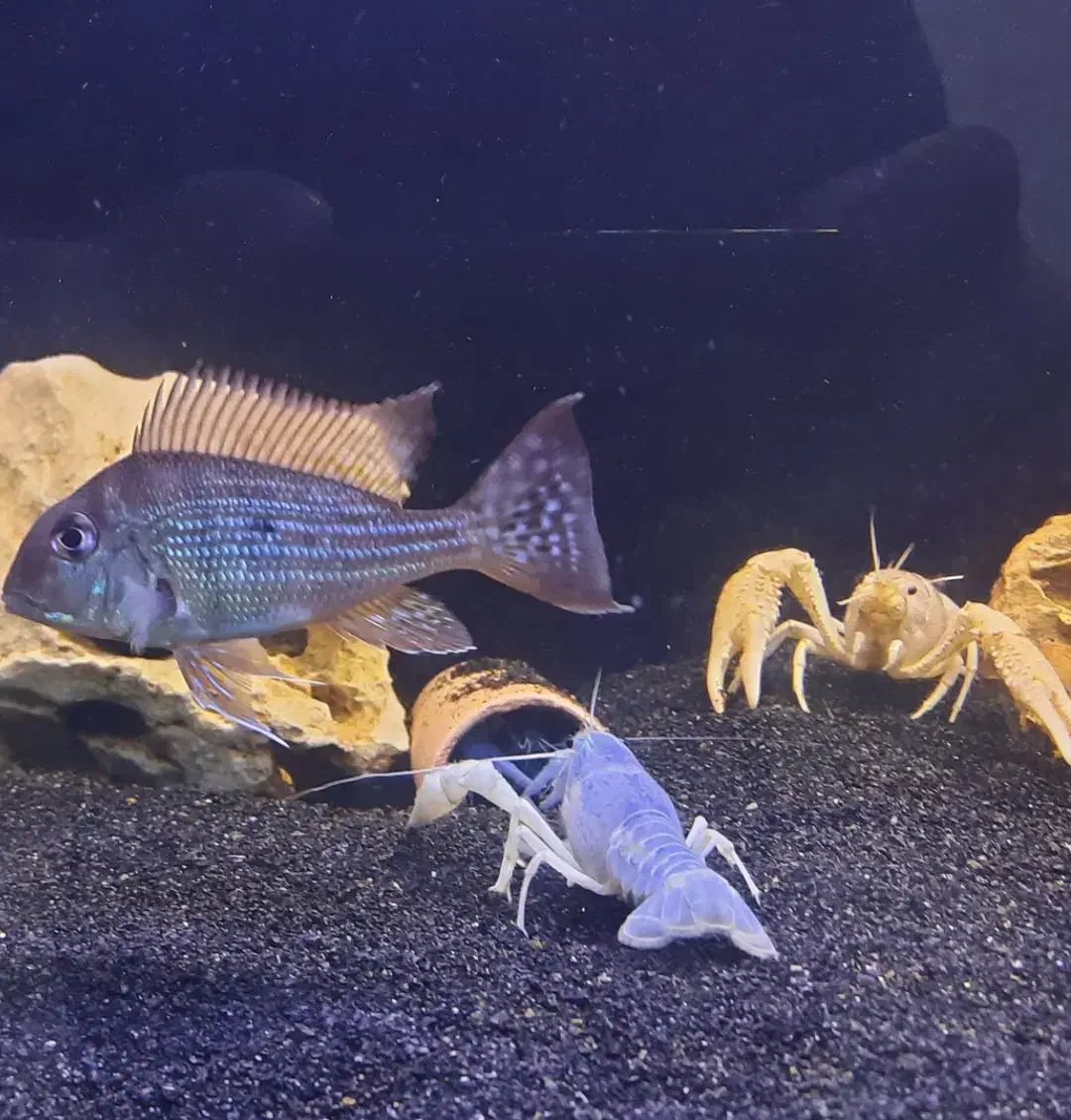 آکواریوم و ماهی|ماهی|کرج, مهرویلا جنوبی|دیوار