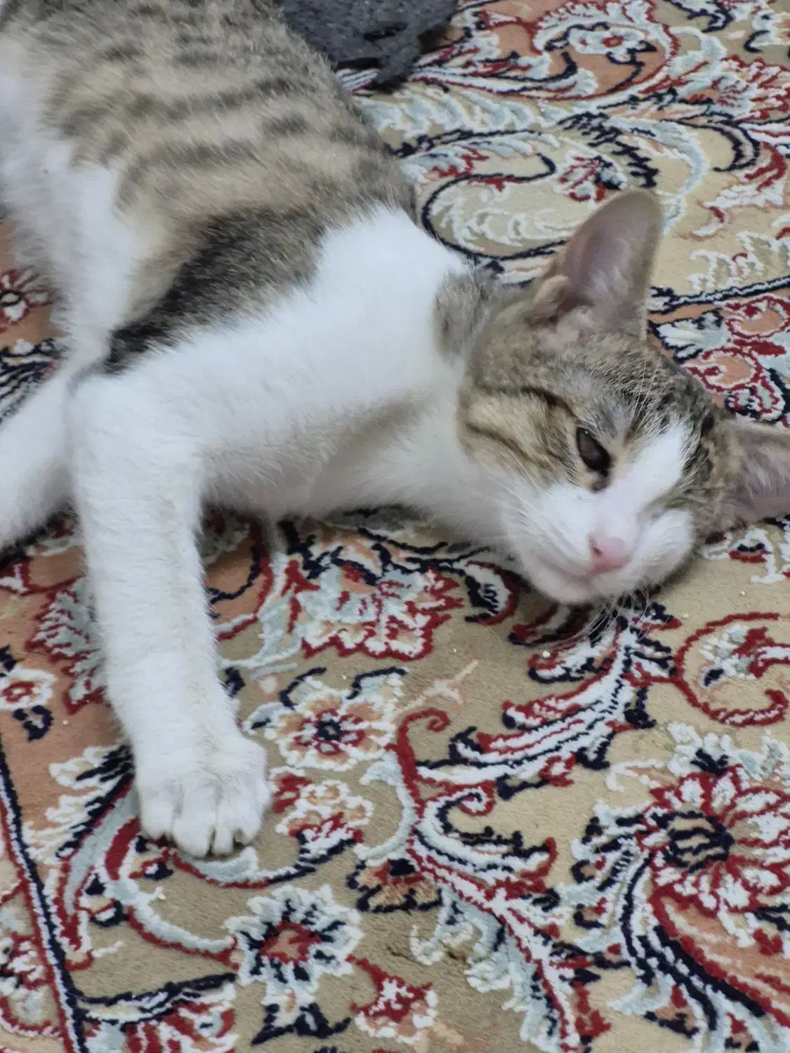 واگذاری فوری بچه گربه حمایتی|گربه|فردیس, فردیس|دیوار