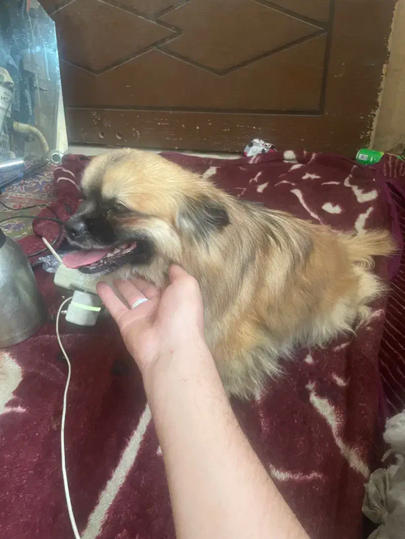 واگذاری نژاد اصیل اسپانیل تبتی/بدون کوچکترین صدا|سگ|یزد, |دیوار