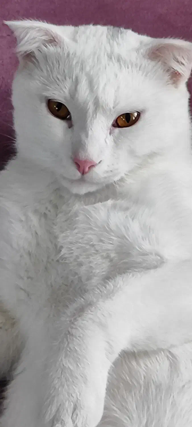 پرشین ـ اسکاتیش|گربه|رشت, منظریه|دیوار