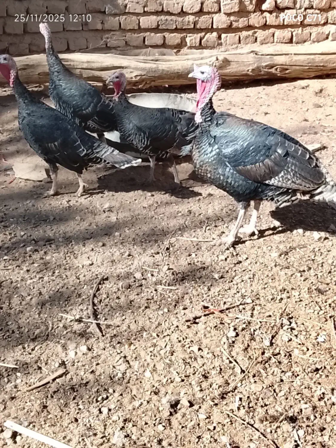 بوقلمون ماده محلی|حیوانات مزرعه|رزن, |دیوار