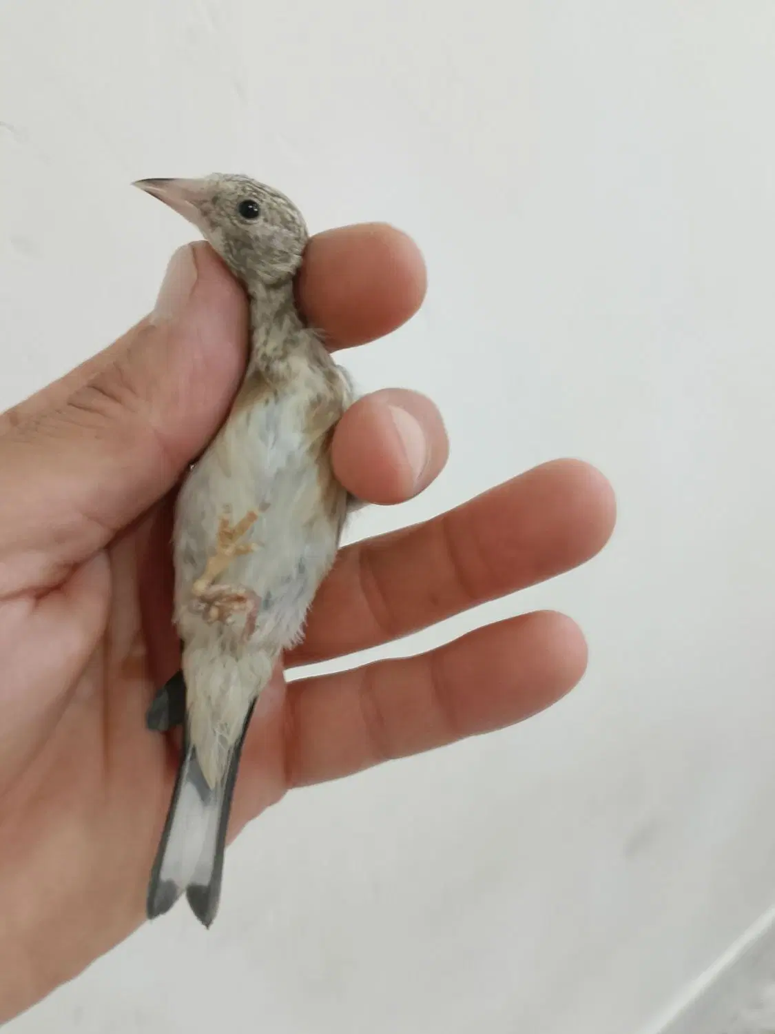 سهره|پرنده|دیواندره, |دیوار