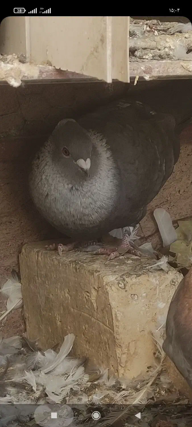 موشی|پرنده|هرند, |دیوار