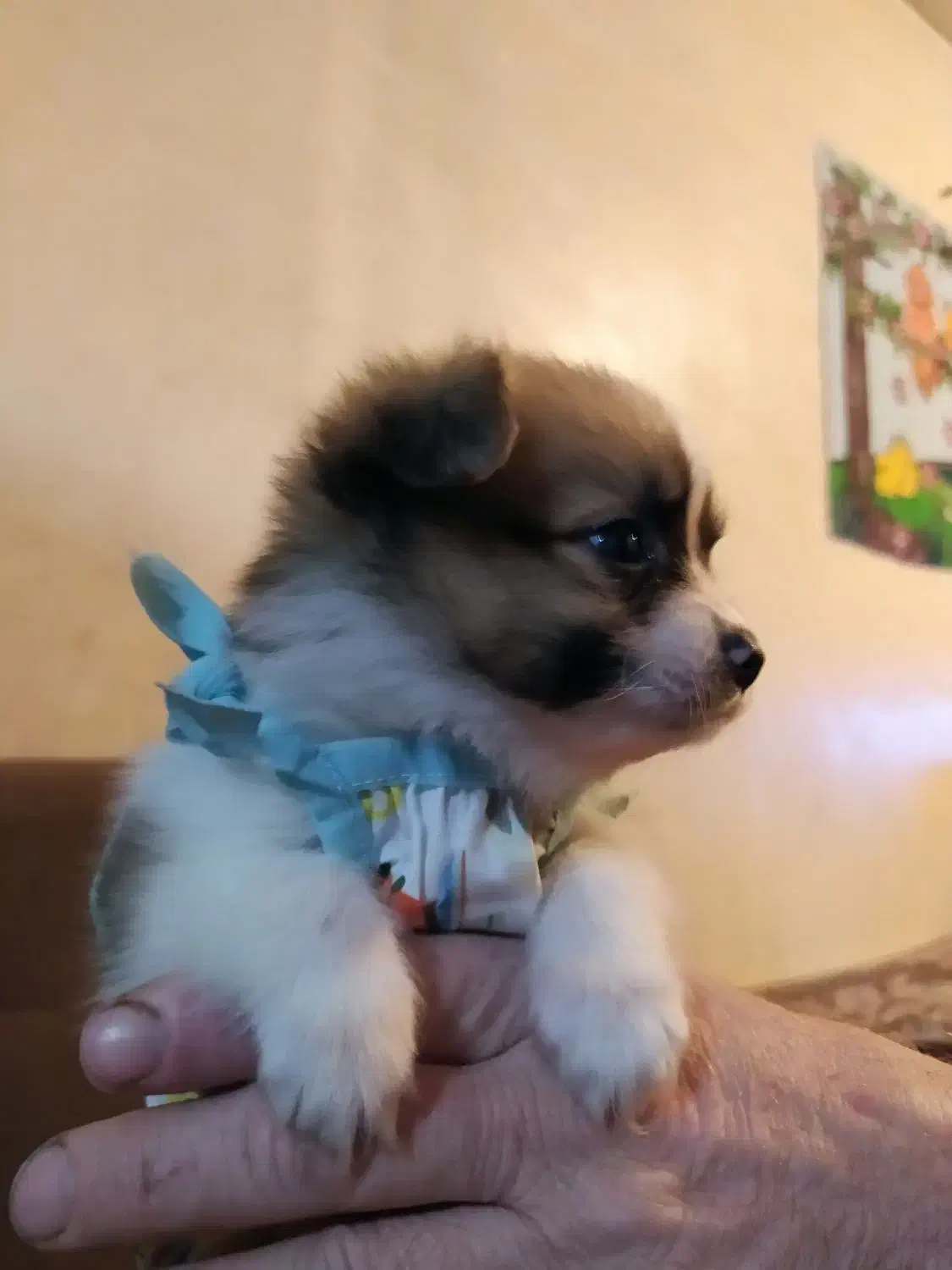 توله پامر کوچولو|سگ|محمدشهر, جعفرآباد|دیوار