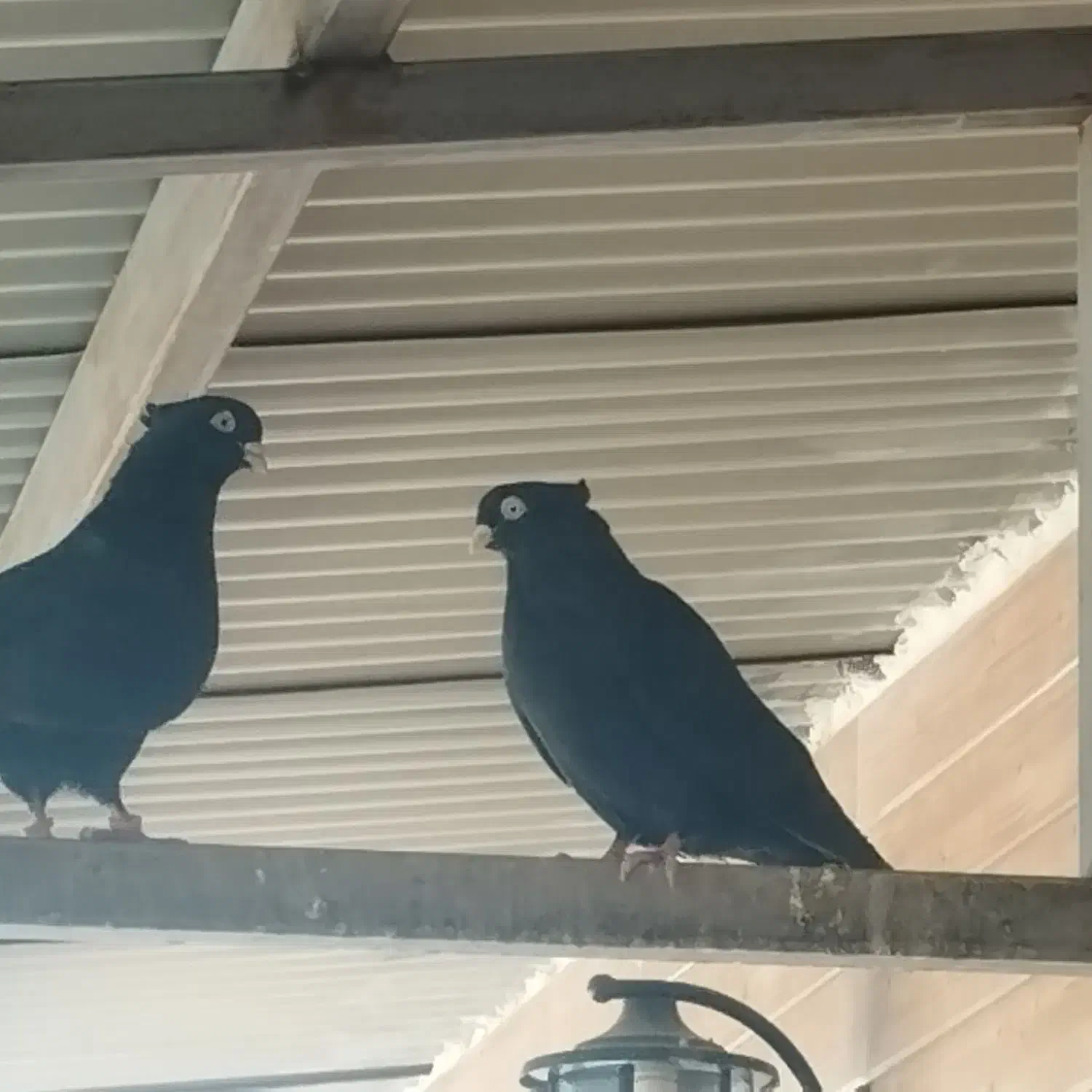 تیپ کبوتر|پرنده|باغ بهادران, |دیوار