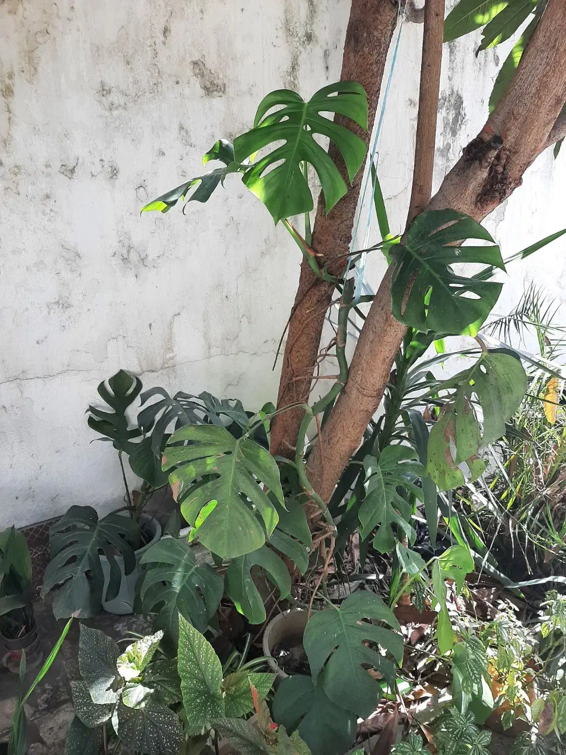 اشانتیون گل|گل و گیاه طبیعی|بابل, |دیوار