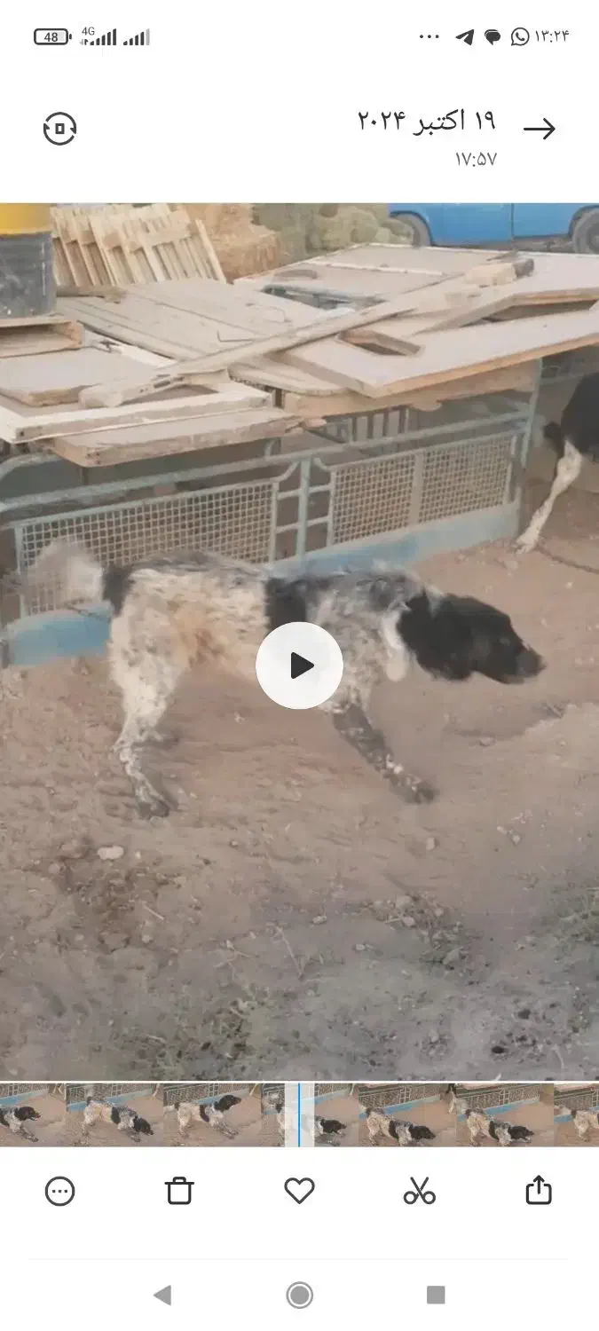 سگ گم شده|حیوانات|جوکار, |دیوار