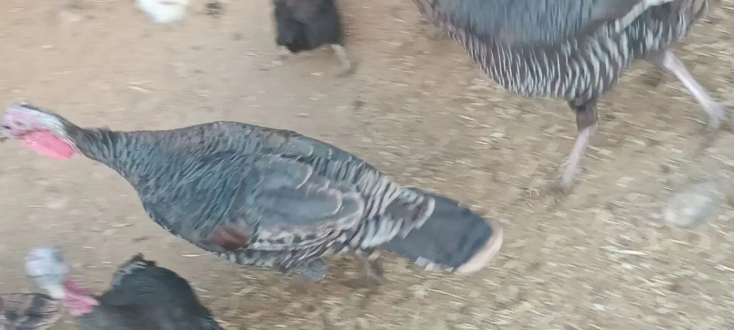 بوقلمون بزرگ|حیوانات مزرعه|دزفول, |دیوار