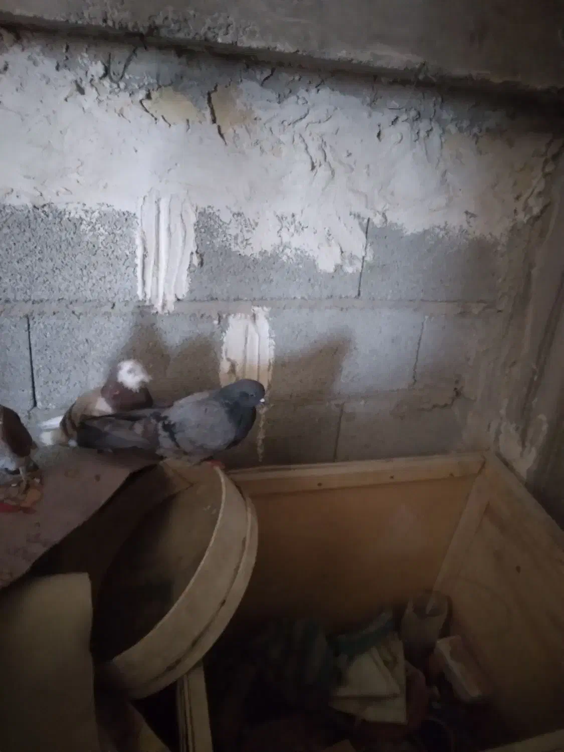 کفتر پرشی غریب گیری ۴عدد|پرنده|قرچک, باقرآباد|دیوار