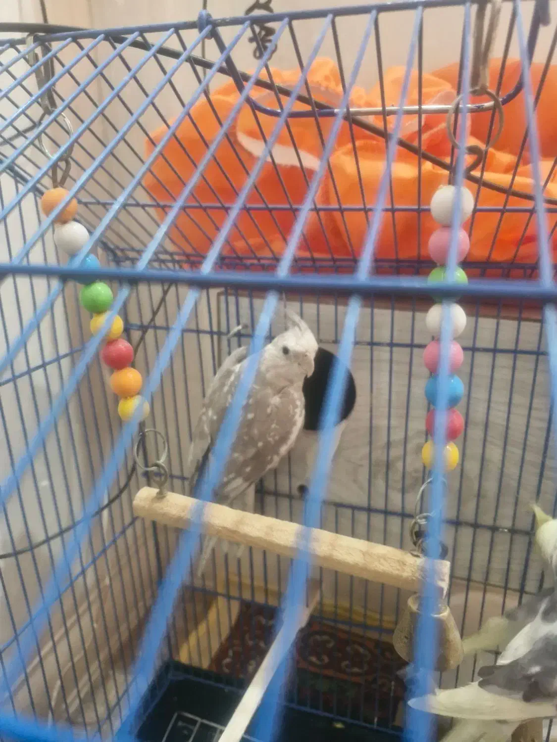 عروس هلندی|پرنده|قم, باجک یک|دیوار