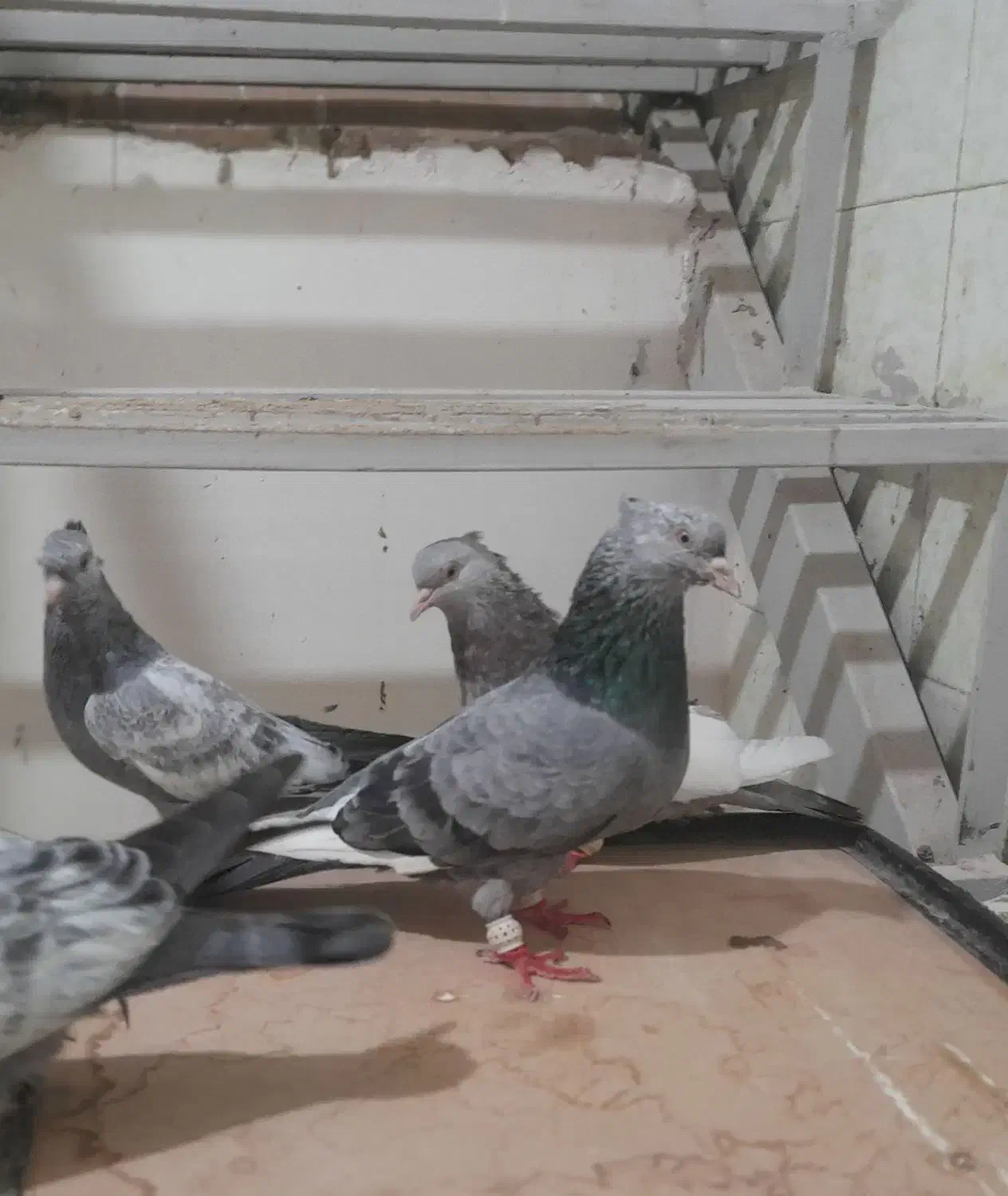 کبوتر  سینه سبز|پرنده|مشهد, فاطمیه|دیوار