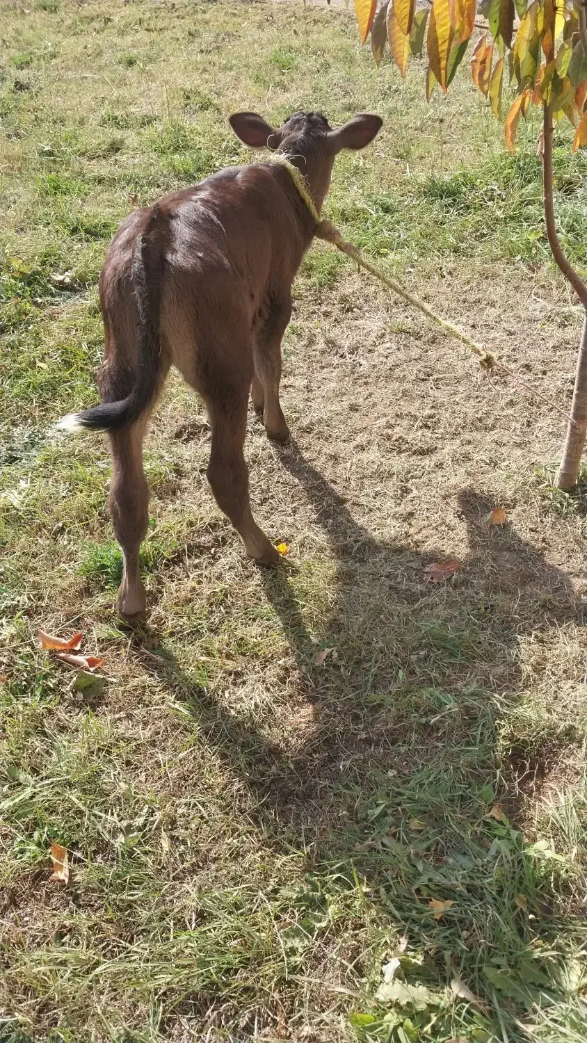 گوساله ماده|حیوانات مزرعه|مهربان, |دیوار