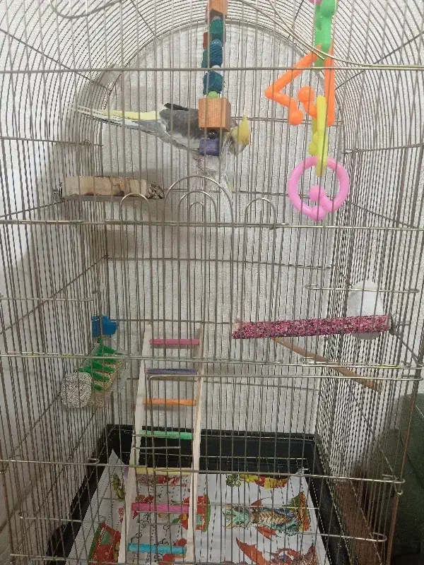 عروس هلندی جفت|پرنده|تهران, وحیدیه|دیوار