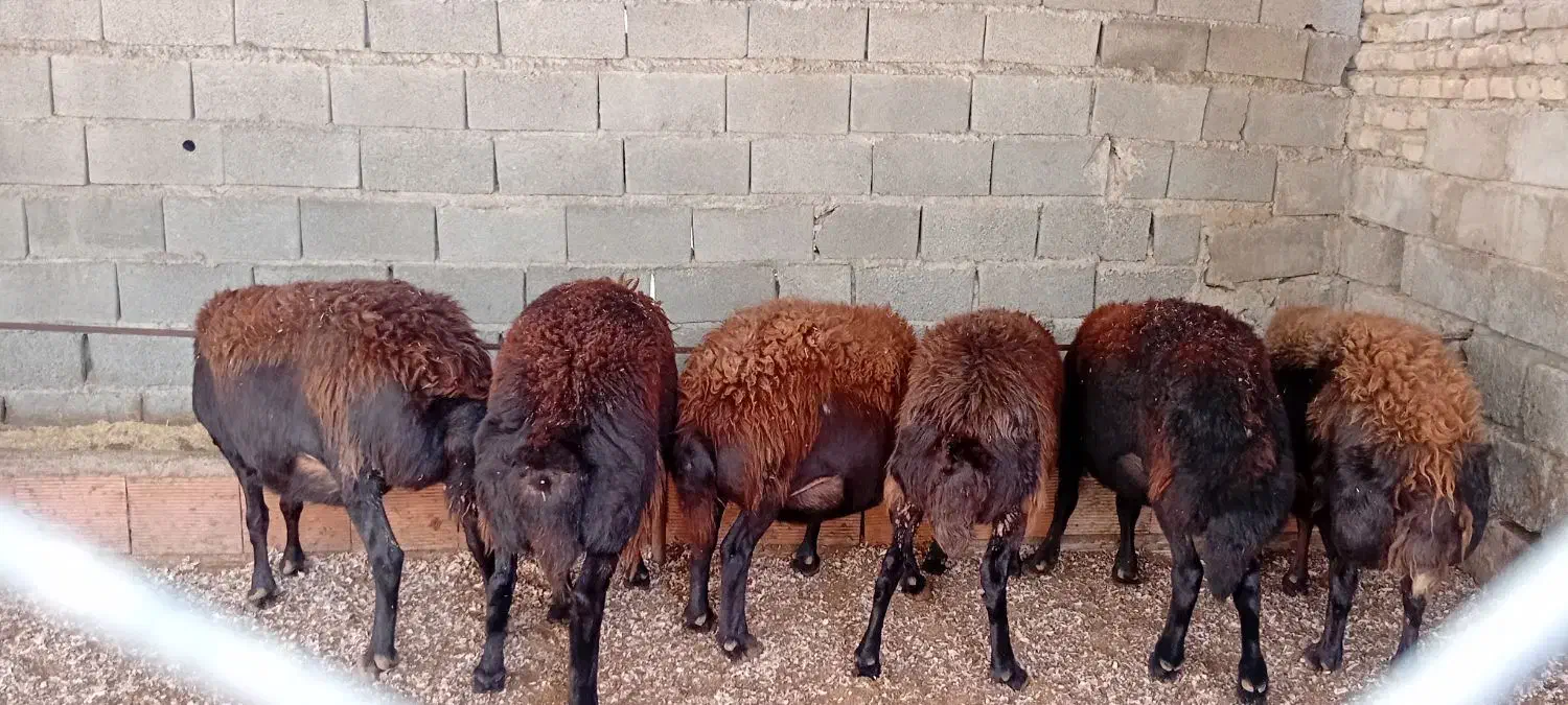 گوسفند ابستن سنگین|حیوانات مزرعه|نکا, |دیوار