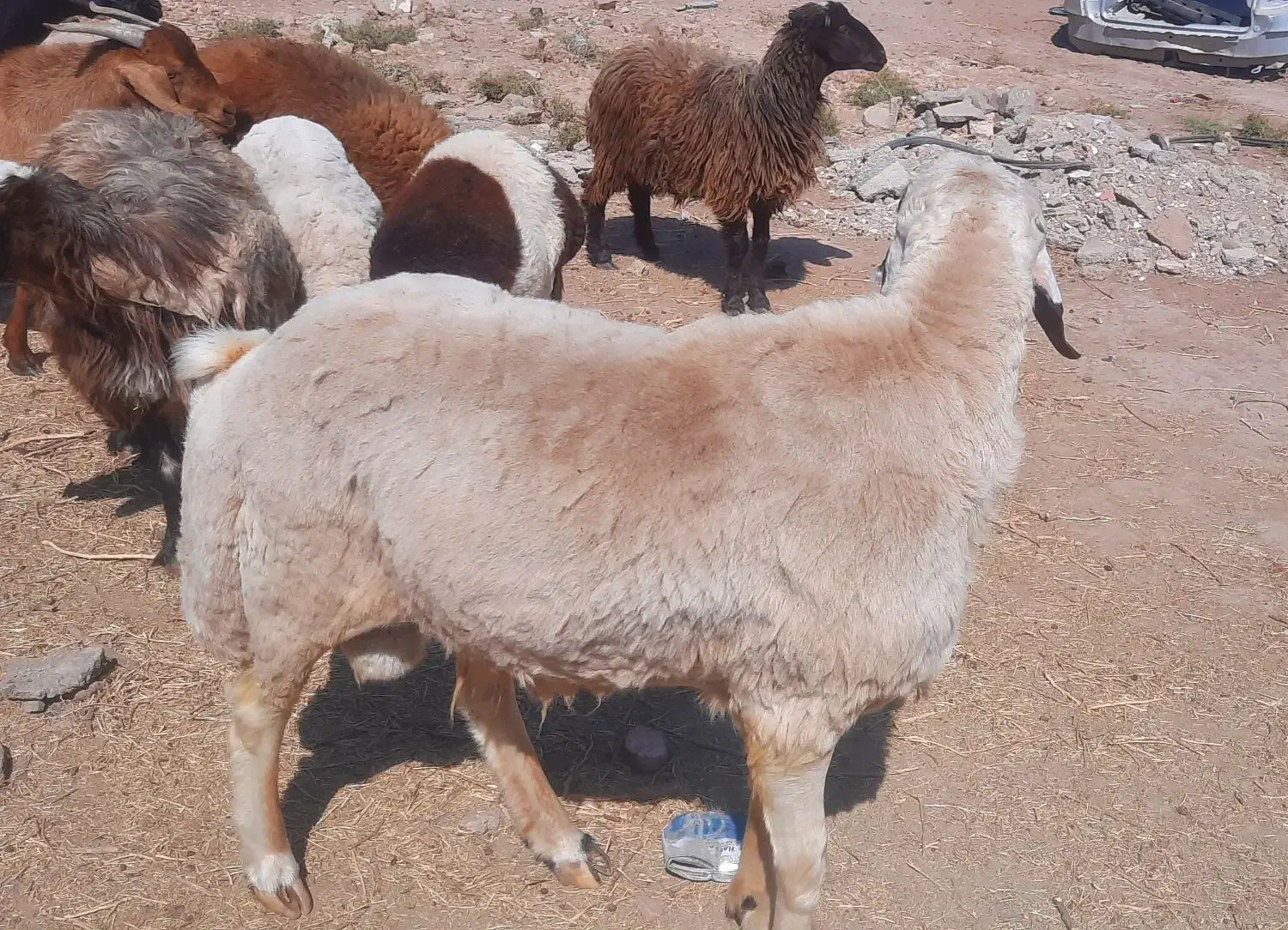 بره نر و ماده چاق و کره|حیوانات مزرعه|کرمان, |دیوار