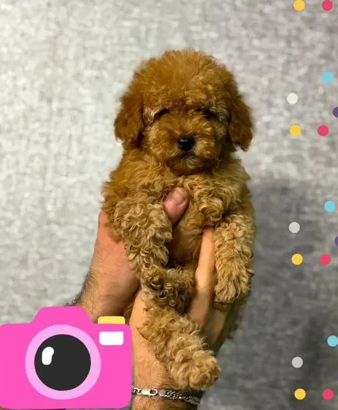 کوچولوی سلطنتی تاینیتوی پودل|سگ|تهران, شهرک چیتگر|دیوار