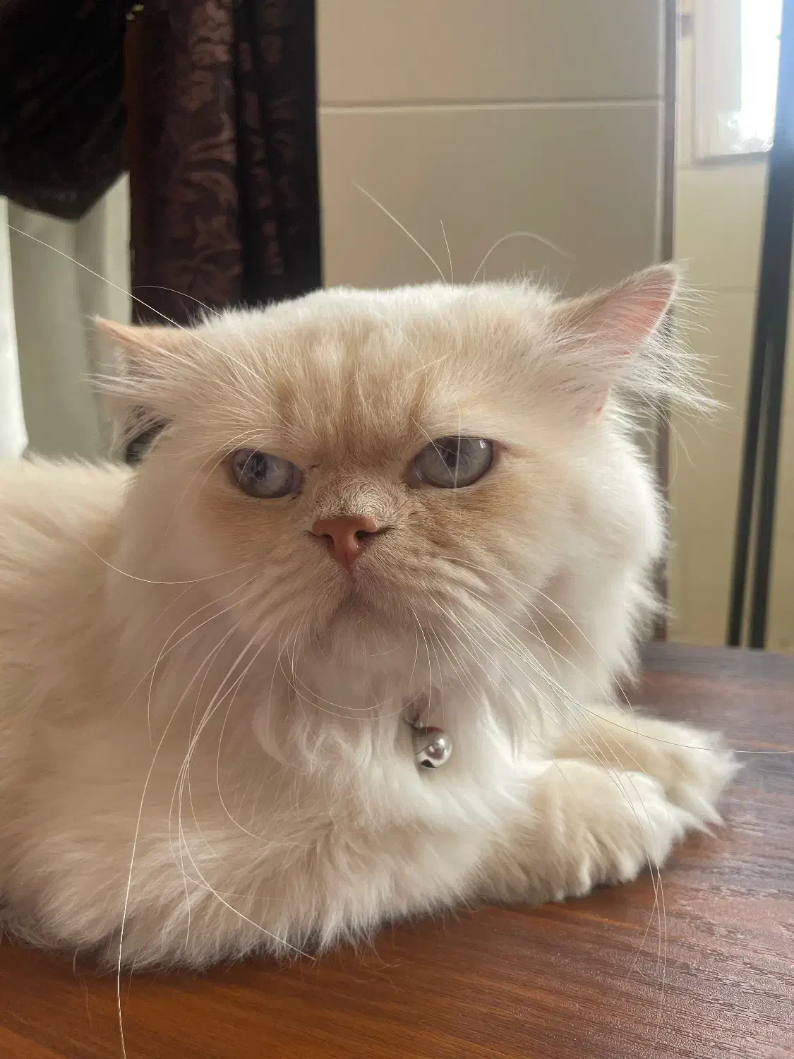 گربه|گربه|قزوین, |دیوار