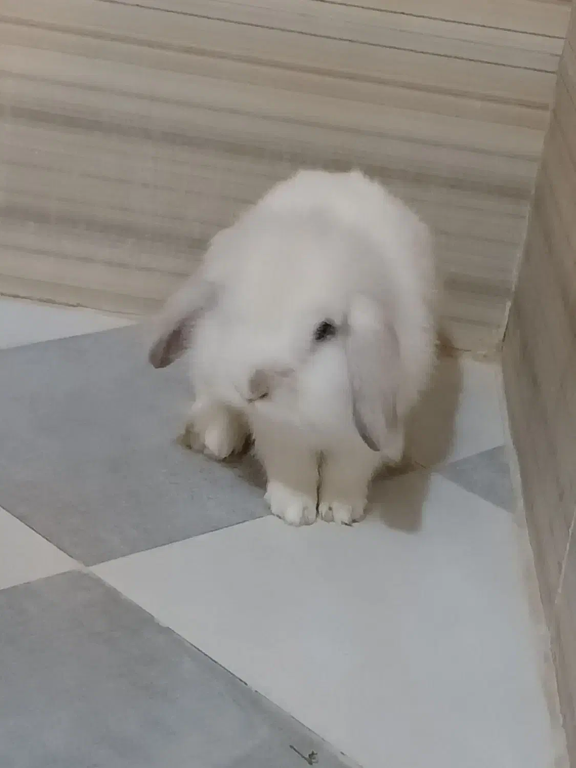 خرگوش لوپ تربیت شده|موش و خرگوش|نهاوند, |دیوار