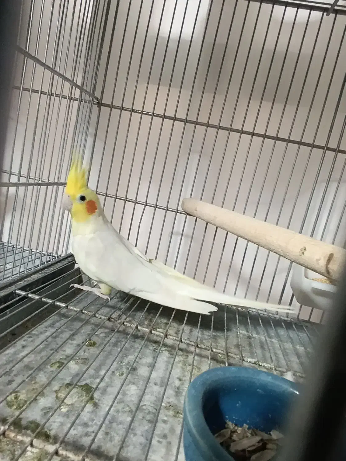 مولد لوتینو|پرنده|ساوه, |دیوار