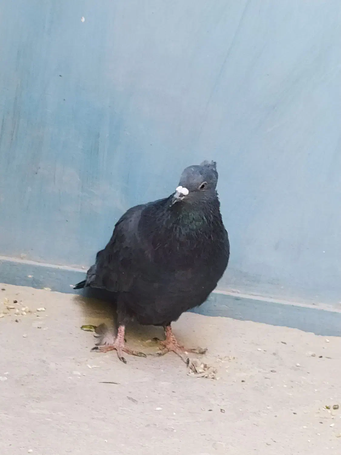 دوتا کبوتر فروشی سنگی 500و زاغ600|پرنده|سراوان, |دیوار