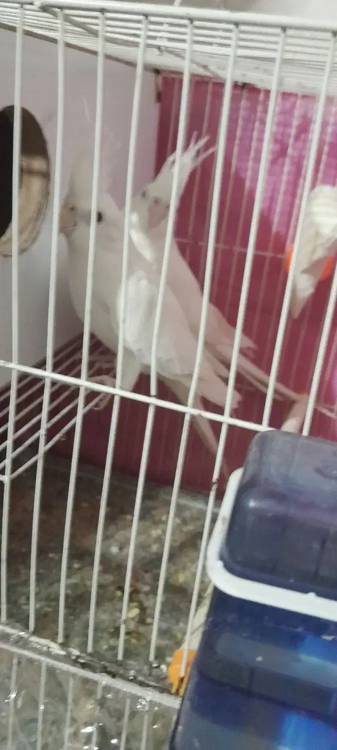 عروس هلندی|پرنده|قوچان, |دیوار