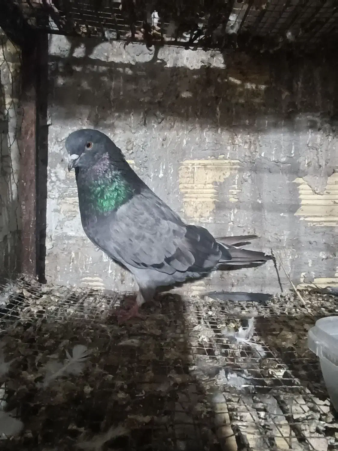 کبوتر نر|پرنده|بندرعباس, |دیوار