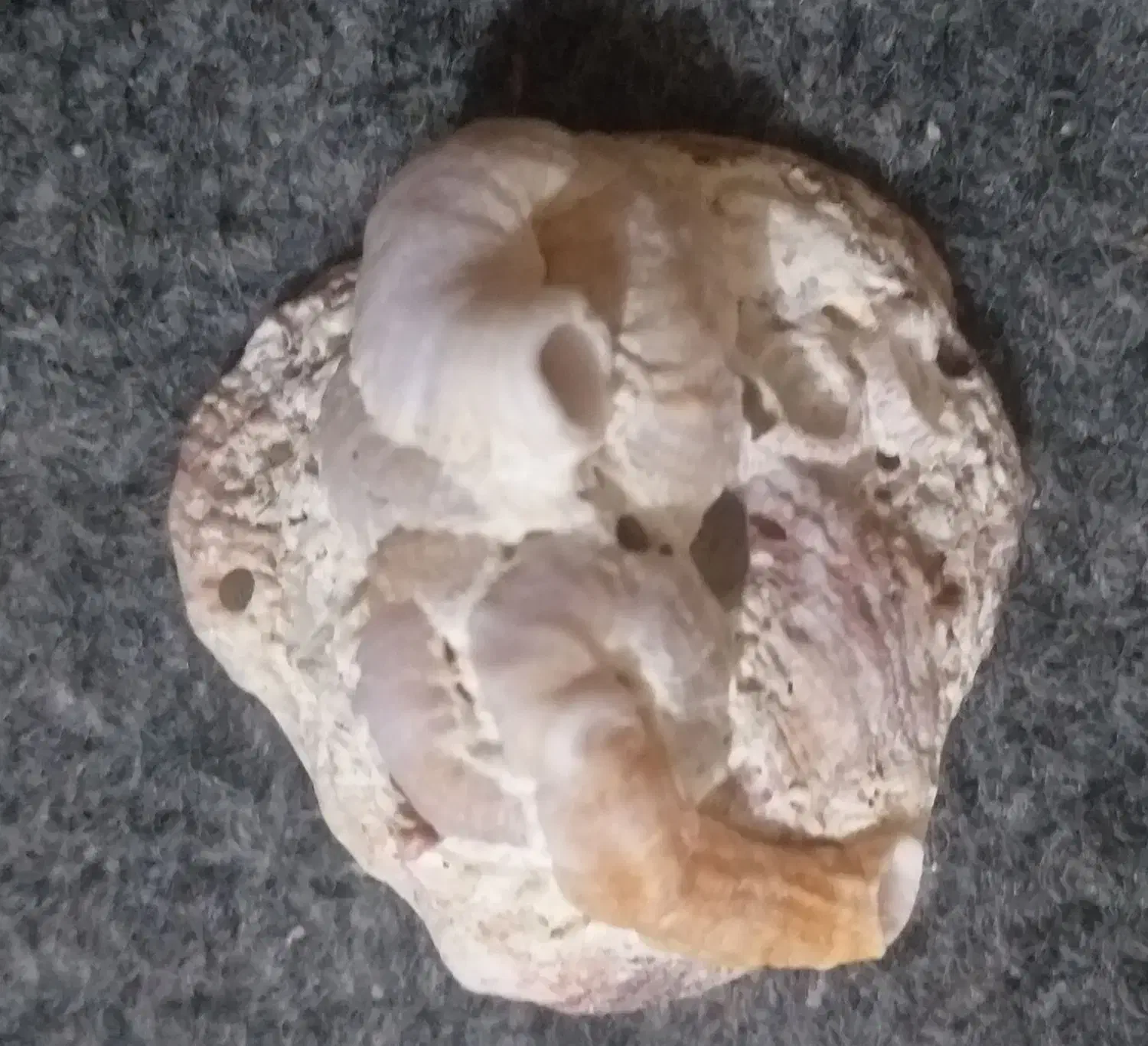 فسیل|کلکسیون اشیاء عتیقه|شیراز, میدان قائم|دیوار