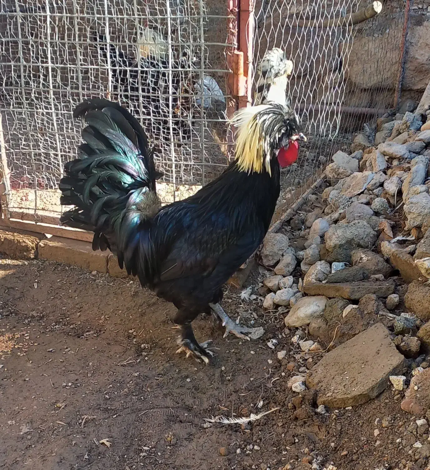 خروس|حیوانات مزرعه|مشگین شهر, |دیوار