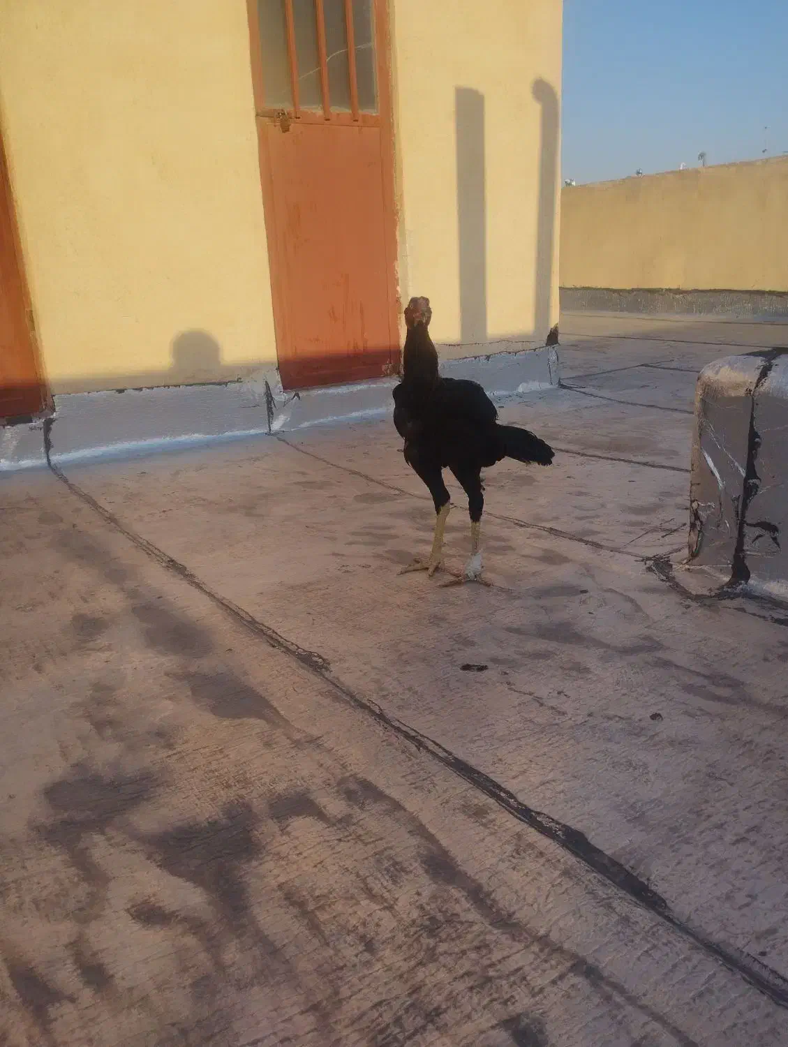 خروس لاری|حیوانات مزرعه|نسیم‌شهر, |دیوار