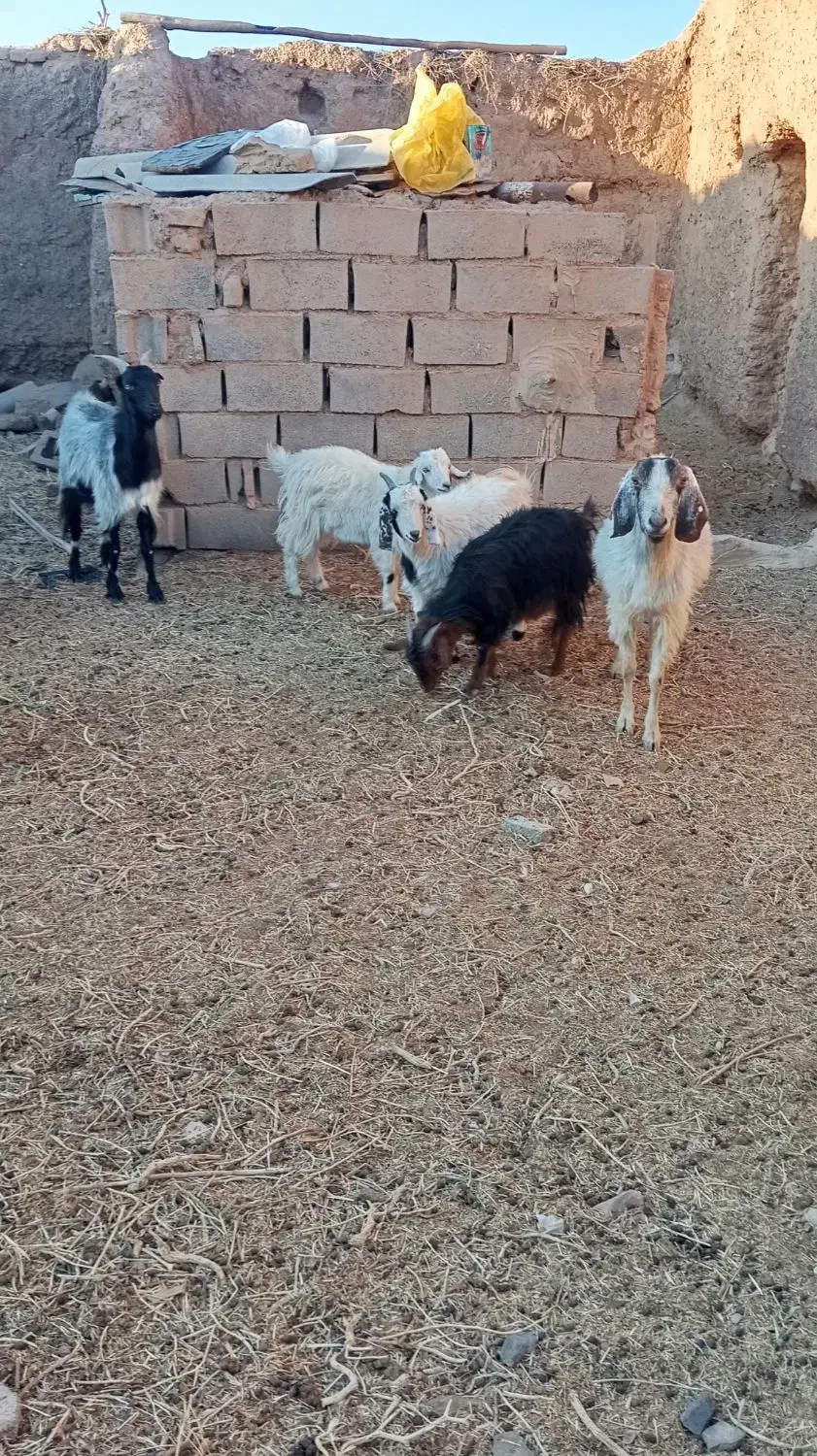 بزغاله ماده و نر و چوش سانن|حیوانات مزرعه|اسلامیه, |دیوار