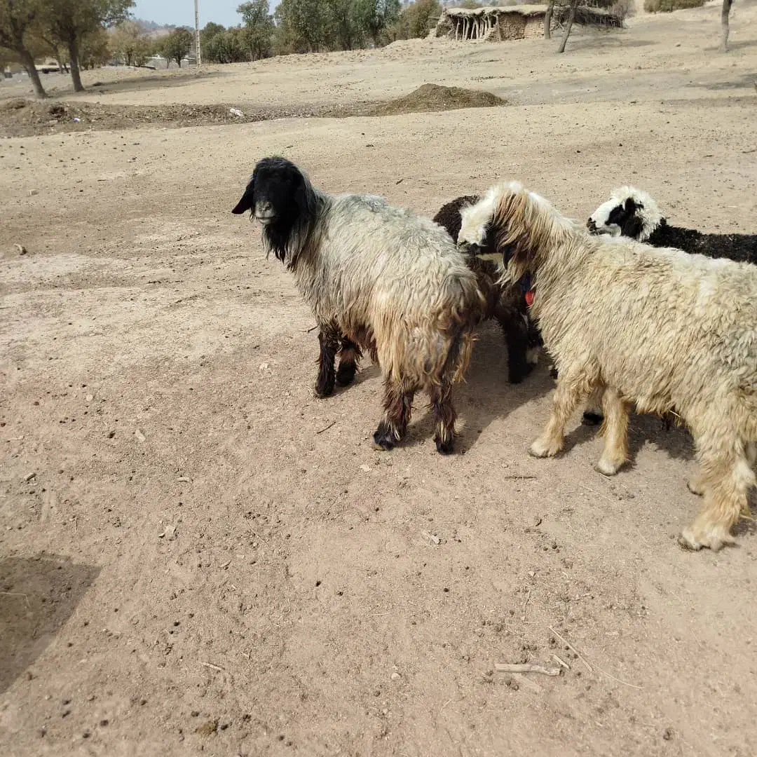 قوچ|حیوانات مزرعه|رودشت (چهارمحال و بختیاری), |دیوار