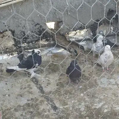 کبوتر|پرنده|فرخ‌شهر, |دیوار