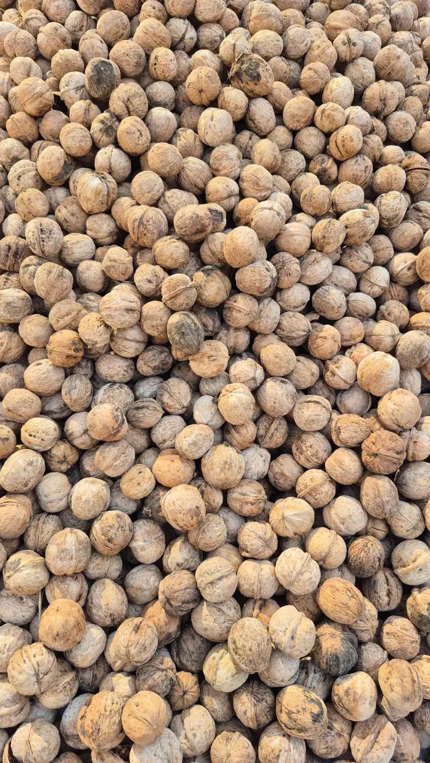 گردو بومی سامان پر چرب و سفید|عمدهفروشی|اصفهان, جاوان|دیوار