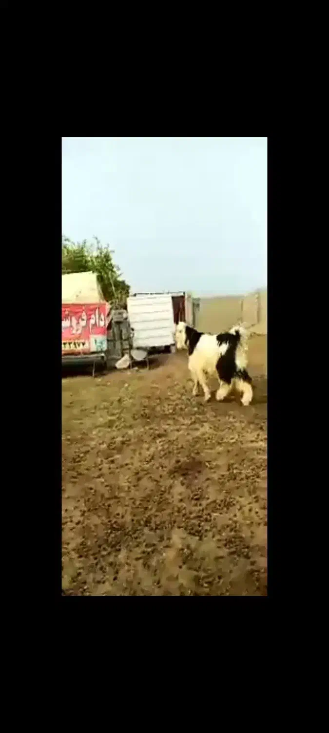 فروشی|حیوانات مزرعه|فرمهین, |دیوار