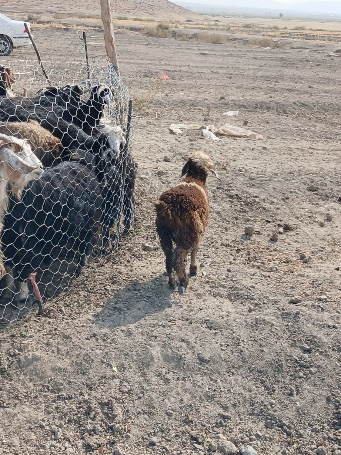 بره|حیوانات مزرعه|دورود, |دیوار