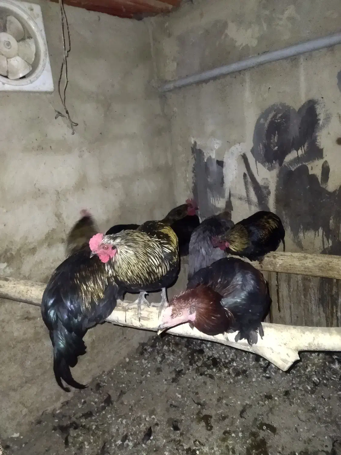 تعدادی خروس زیر قیمت حراج شده|حیوانات مزرعه|هشتگرد, سعید آباد|دیوار