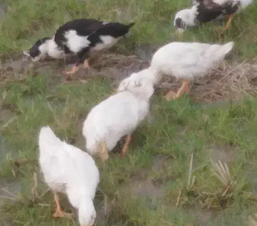 فروش اردک گوشتی به صورت کلی وتکی|حیوانات مزرعه|خشکبیجار, |دیوار