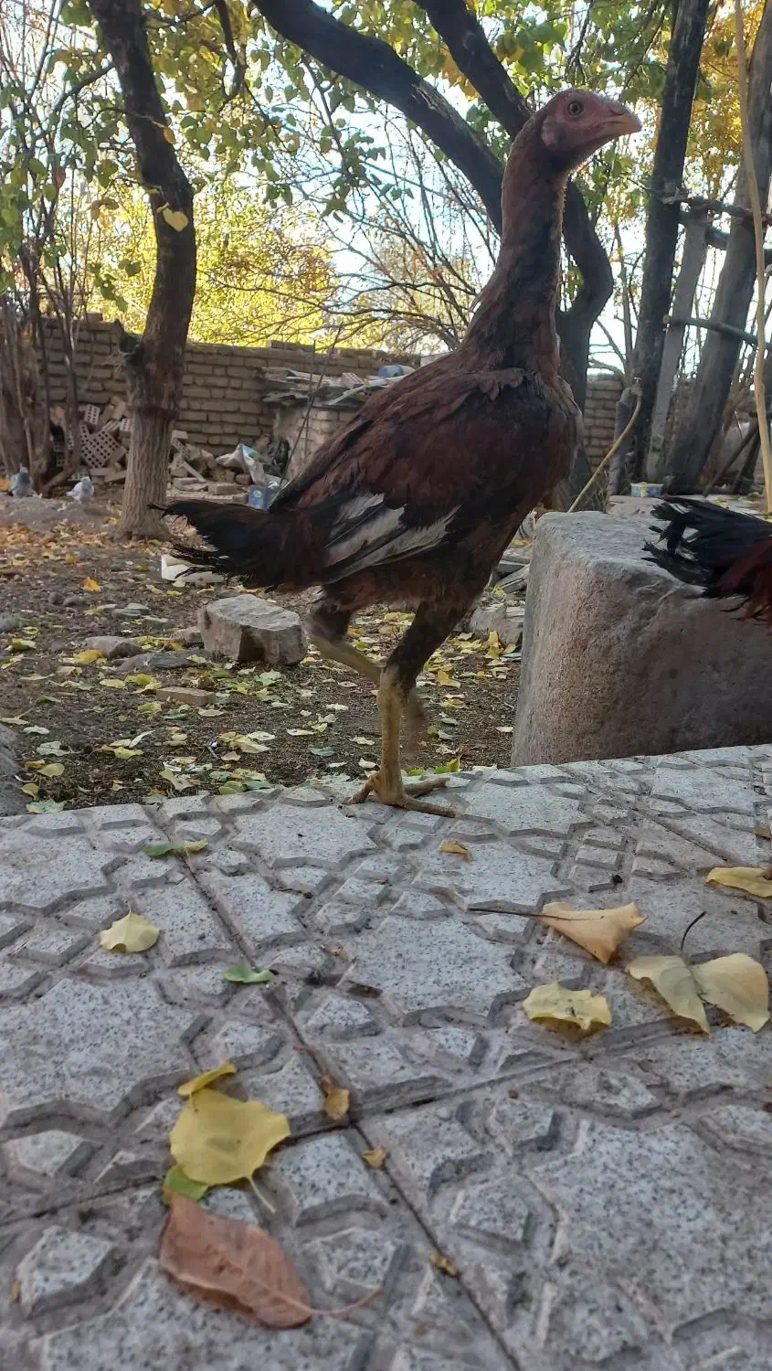 جوجه خروس لاری افغان|حیوانات مزرعه|رابر, |دیوار