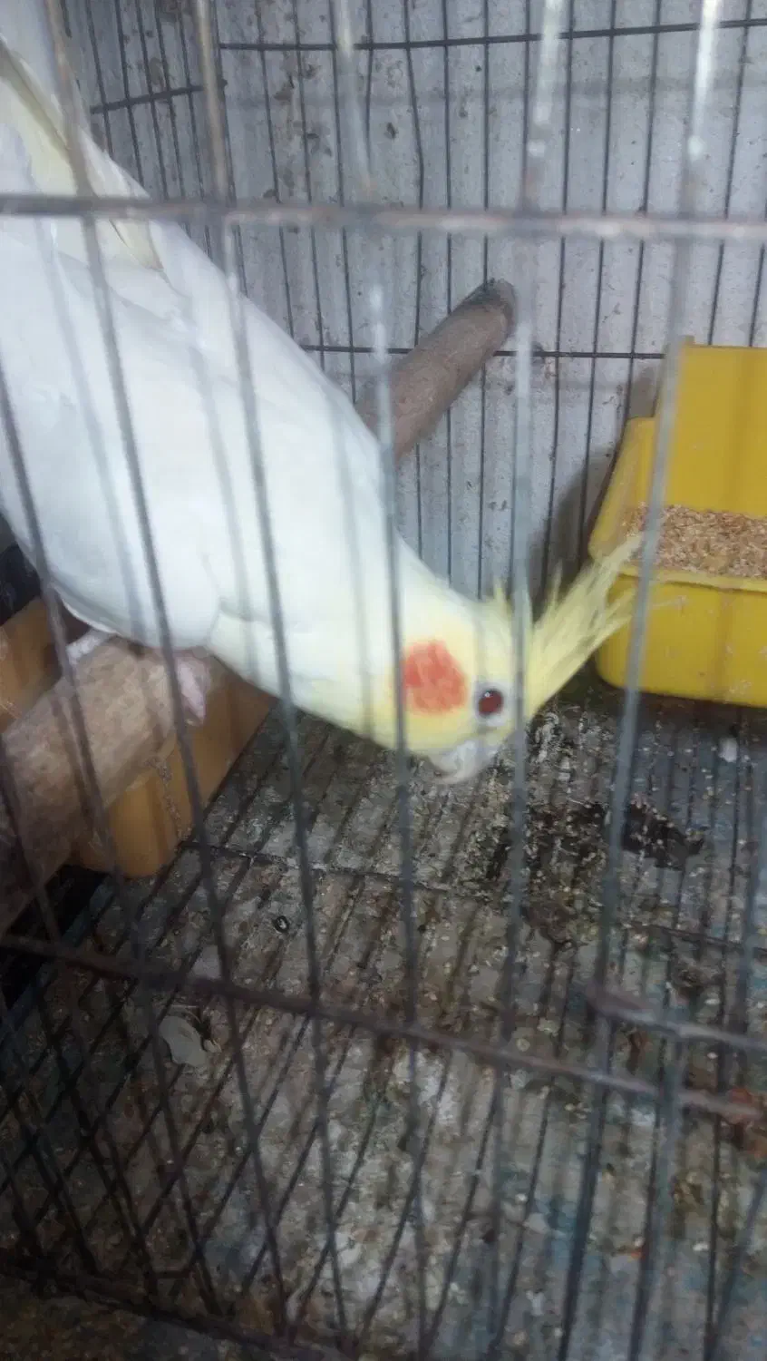 عروس هلندی نر مست|پرنده|رشت, باهنر|دیوار