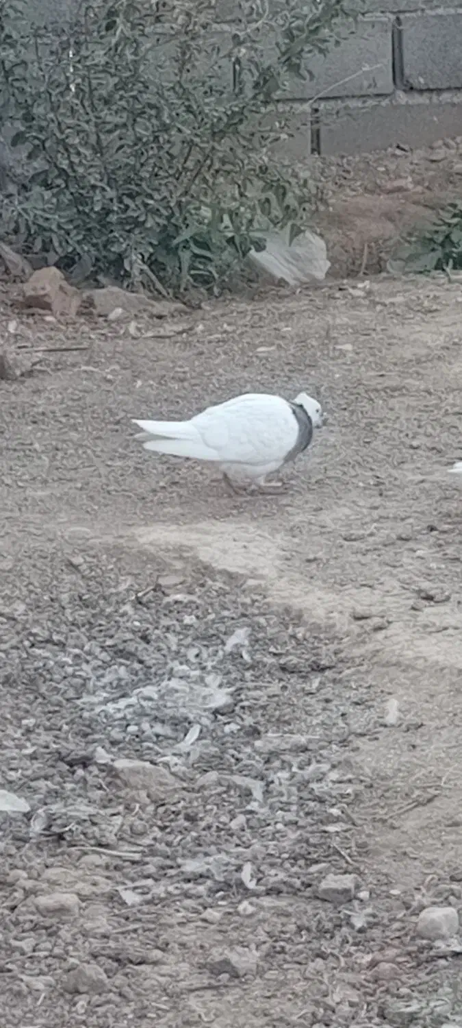 طوقی فروشی|پرنده|شاهرود, |دیوار