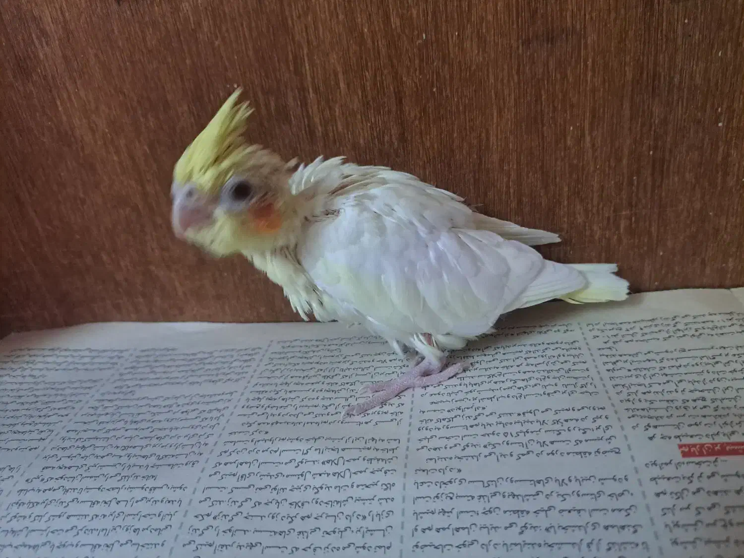 عروس هلندی|پرنده|کاشمر, |دیوار