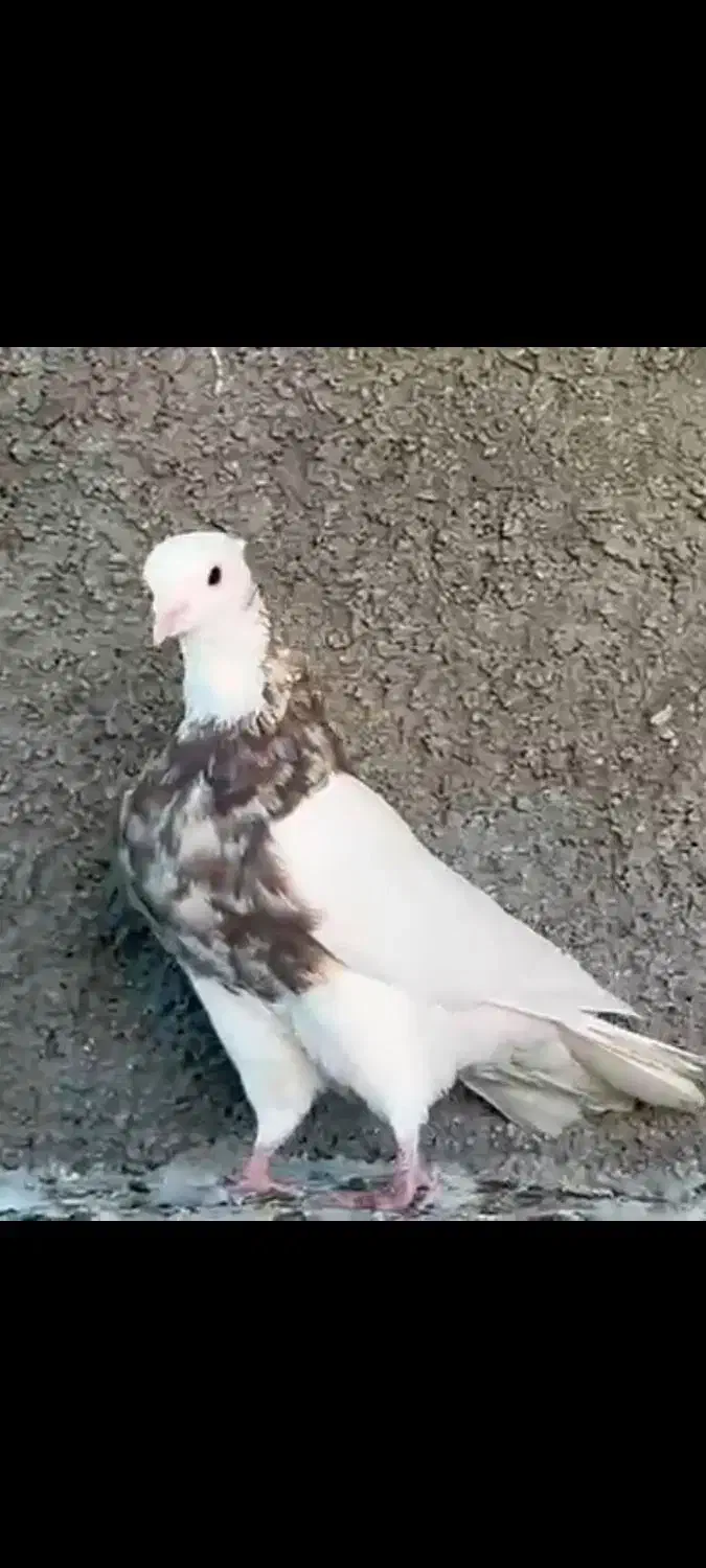 طوقی آجری|پرنده|برازجان, |دیوار