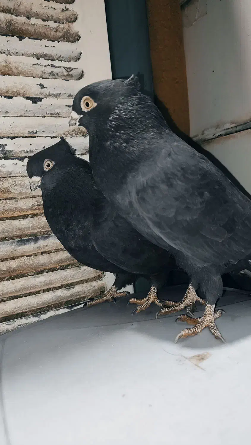 کبوتر زاغ نوک ریز اصل|پرنده|دهدشت, |دیوار