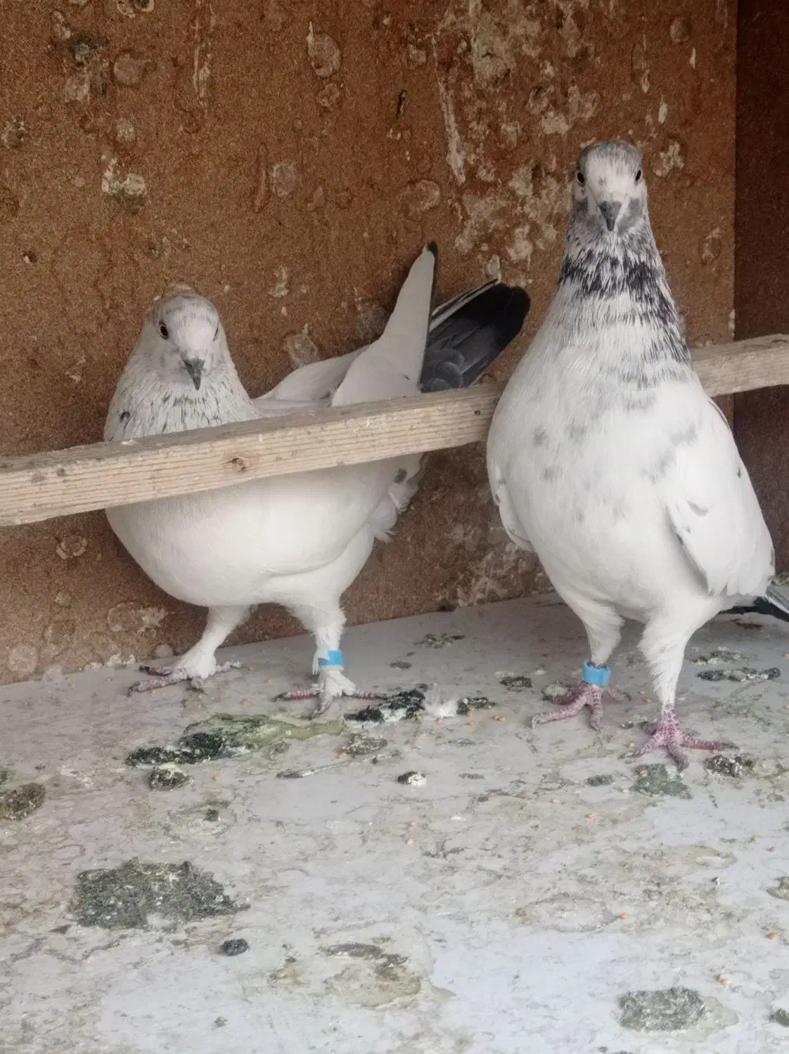 کفترکله دم سبز|پرنده|تهران, امیریه|دیوار