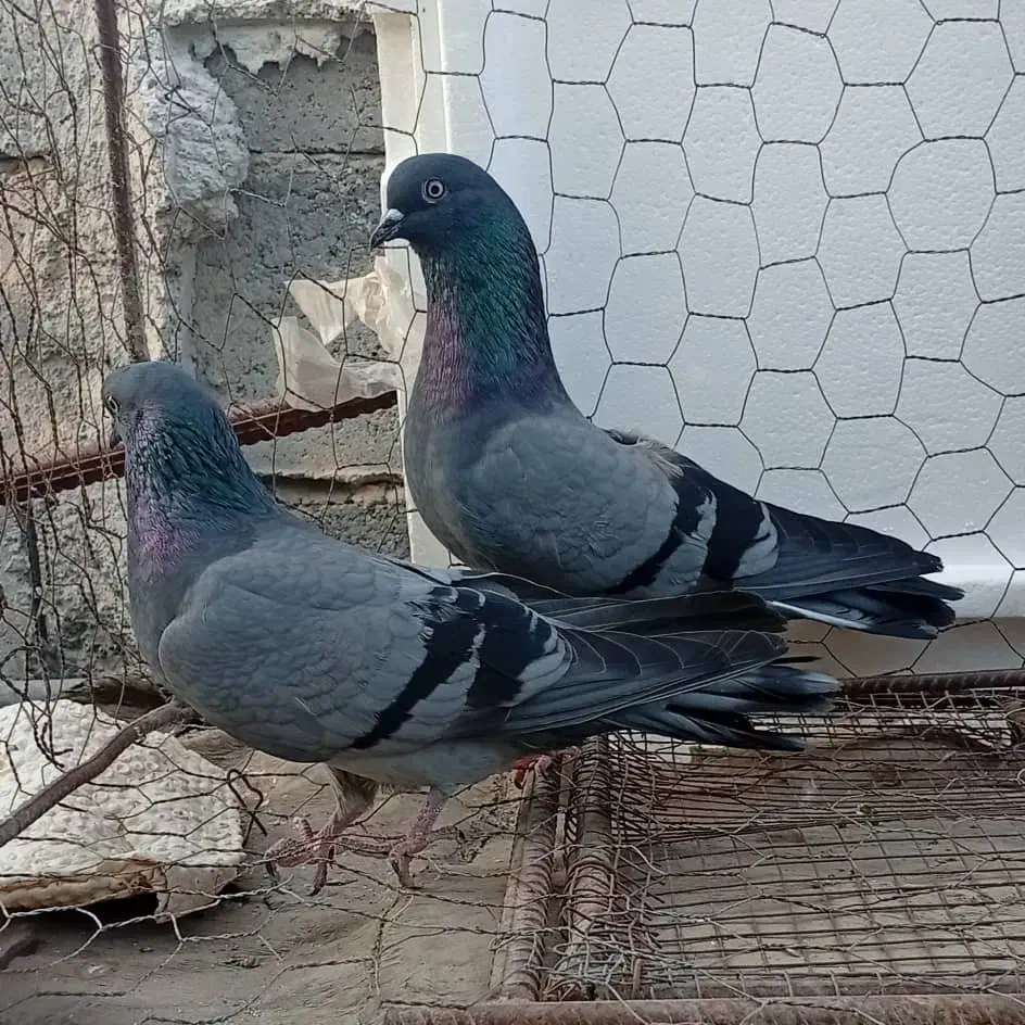 کبوتر پرشی|پرنده|میناب, |دیوار