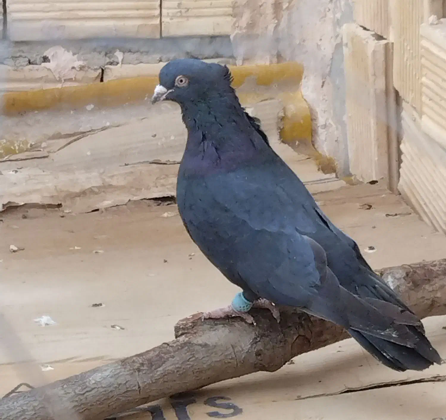 زاغ  آبادانی پرشی|پرنده|خمینی‌شهر, |دیوار